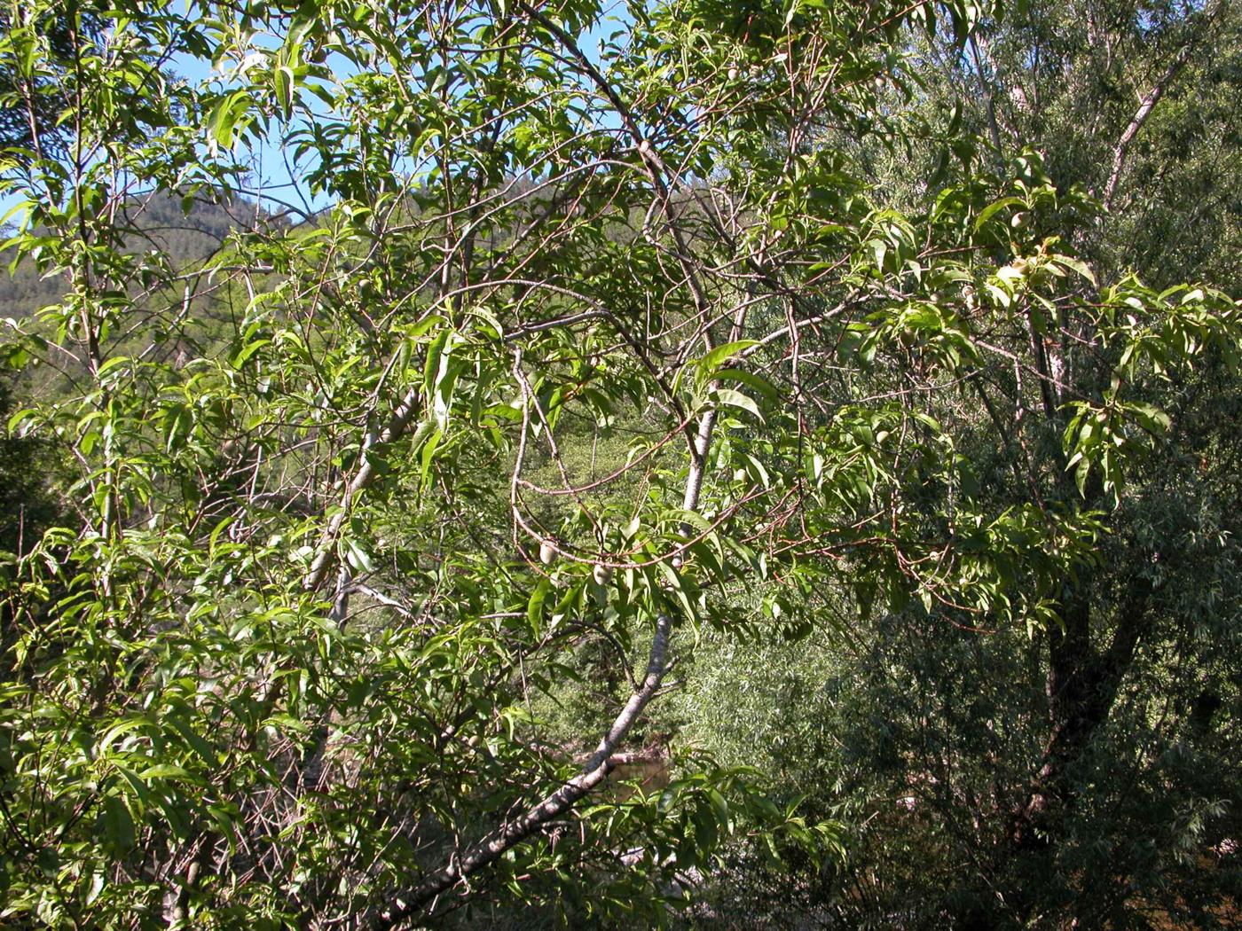 Almond plant